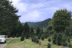 The driveway from the deck of the cabin